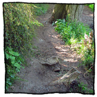 roots and stones on the trail